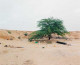 Ron Amir. Somewhere in the Desert