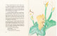 Colette, pour un herbier - Aquarelles de Raoul Dufy
