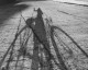 Ruth Orkin, Bike Trip, 1939 - Fondation Henri Cartier-Bresson