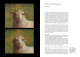 Revivals or Survival ? Resurgences of the Icon from the 15th Century to the Present Day