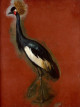 L'expérience de la nature -  Les arts à Prague à la cour de Rodolphe II