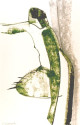Géo De Vlamynck