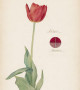 Hilma af Klint - What Stands Behind the Flowers
