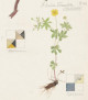 Hilma af Klint - What Stands Behind the Flowers