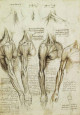 Léonard de Vinci, le génie en dessin - Royal Collection