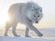 Vincent Munier - Lumieres sur le vivant