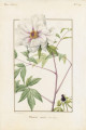 Roses & pivoines - Pierre-Joseph Redouté, Thilo Westermann