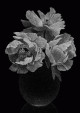 Roses & pivoines - Pierre-Joseph Redouté, Thilo Westermann