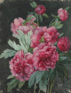 Roses & pivoines - Pierre-Joseph Redouté, Thilo Westermann