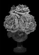 Roses & pivoines - Pierre-Joseph Redouté, Thilo Westermann