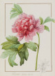 Roses & pivoines - Pierre-Joseph Redouté, Thilo Westermann