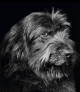 Modèle animal - 200 ans de photographie
