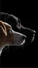 Modèle animal - 200 ans de photographie
