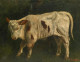 Réalisme animal