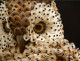 Maurizio Galante et Tal Lancman - Haute Couture, Design, Art