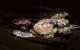 Jeanne Vicerial