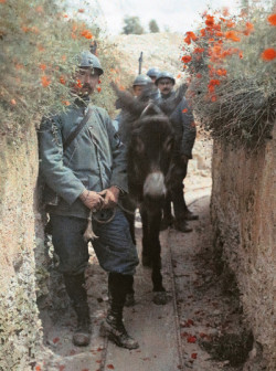 Plaques sensibles - Autochromes de la Grande Guerre