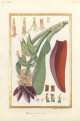 Artistes au Museum - 400 ans d'art et de science