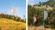 Daniel Buren - Plantations, travaux in situ