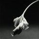 Catalogue d'exposition Robert Mapplethorpe - Grand Palais, Paris