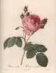 Pierre-Joseph Redoute, the most beautifull roses (Bilingual edition)