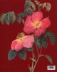 Pierre-Joseph Redoute, the most beautifull roses (Bilingual edition)