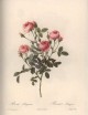Pierre-Joseph Redouté, les merveilleuses roses