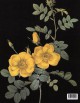 Pierre-Joseph Redouté, les merveilleuses roses