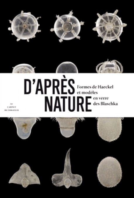 D'après nature, formes de Haeckel et modèles en verre des Blaschka