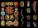 D'après nature, formes de Haeckel et modèles en verre des Blaschka