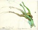 Kamasutra des grenouilles, un bestiaire érotique de Tomi Ungerer