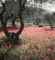 Catalogue d'exposition Lartigue, la vie en couleurs  - MEP