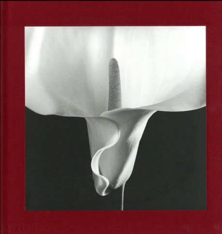 Flora, les fleurs de Mapplethorpe