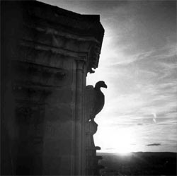 La cathédrale de Reims et son bestiaire