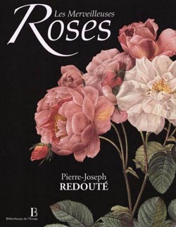 rose2.jpg